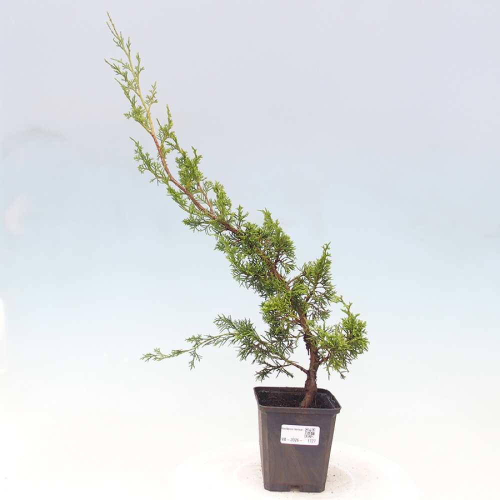 Venkovní bonsai - Juniperus chinensis Itoigawa -Jalovec čínský
