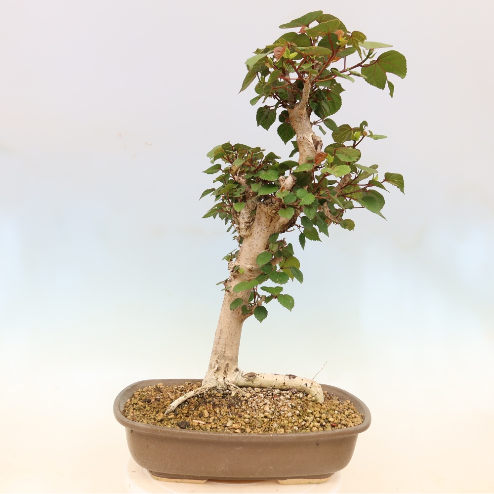 Pokojová bonsai - Hibiscus tiliaceus - Ibišek lípovitý, morský