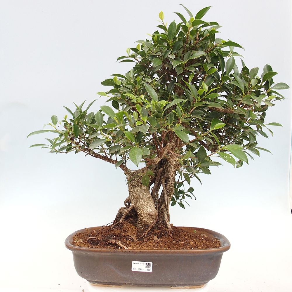 Pokojová bonsai - Ficus kimmen -  malolistý fíkus - POUZE OSOBNÍ ODBĚR nebo paletová přeprava