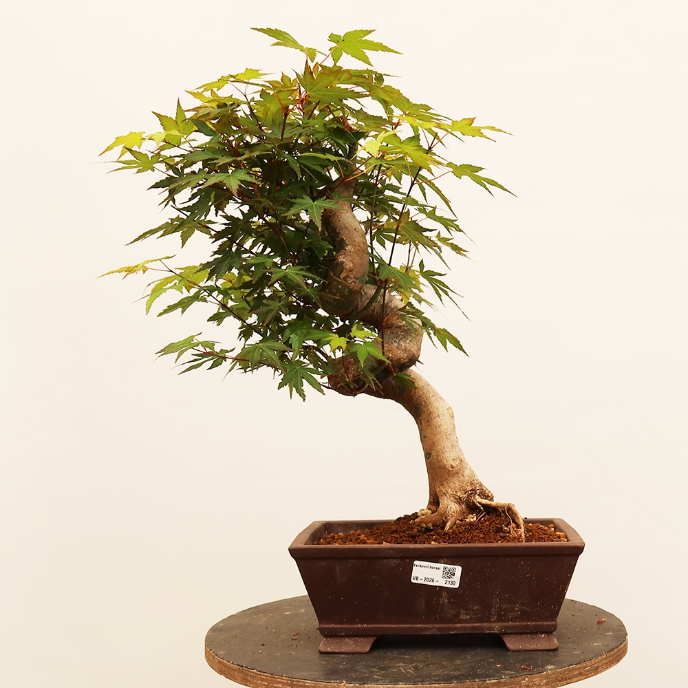 Venkovní bonsai - Javor palmatum  - Javor dlanitolistý