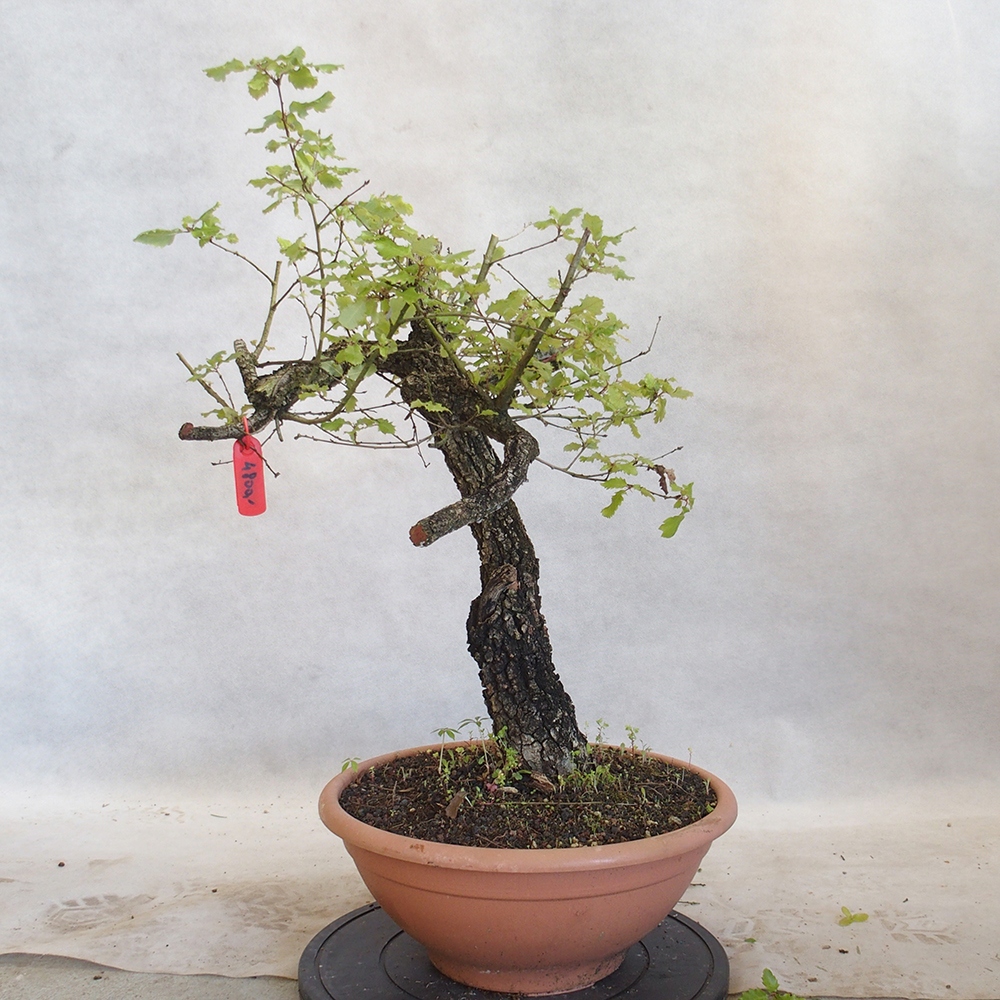 Venkovní bonsai Quercus Cerris - Dub Cer