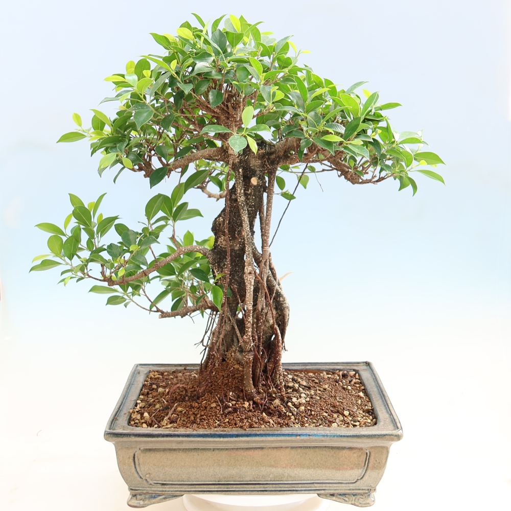 Pokojová bonsai - Ficus kimmen -  malolistý fíkus