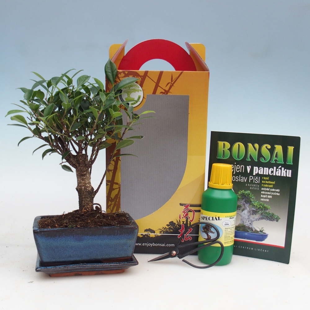 Pokojová bonsai v dárkové krabičce Ficus retusa - malolistý fíkus