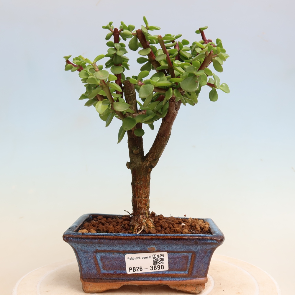 Pokojová bonsai - Portulakaria Afra - Tlustice