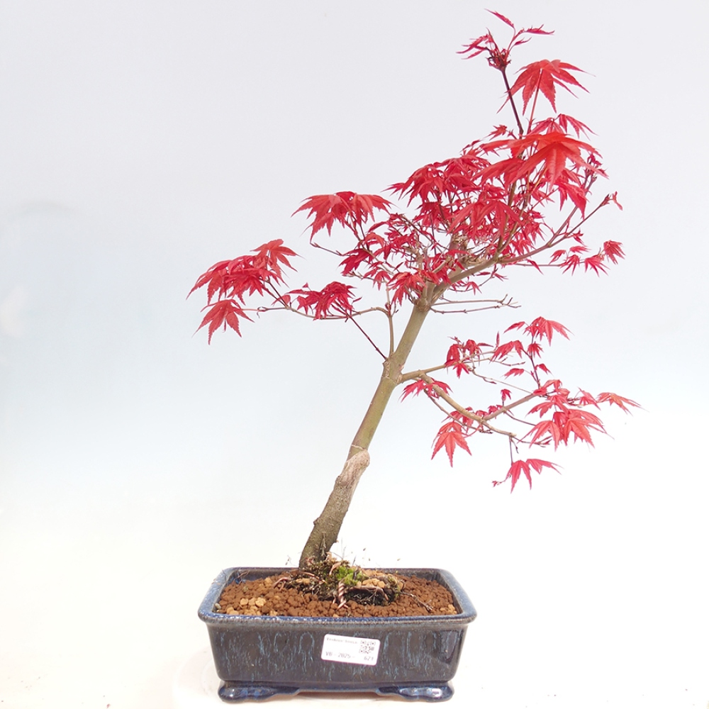 Venkovní bonsai - Javor dlanitolistý - Acer palmatum DESHOJO