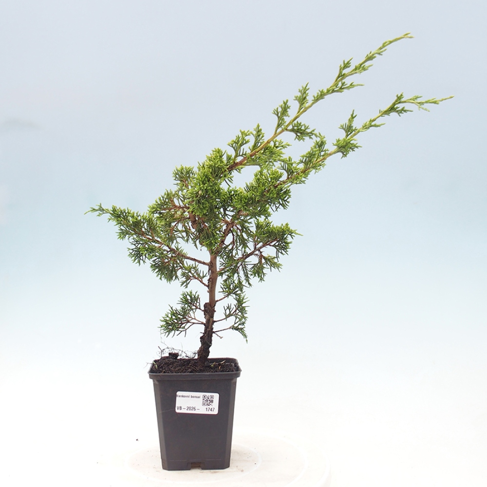 Venkovní bonsai - Juniperus chinensis Itoigawa -Jalovec čínský