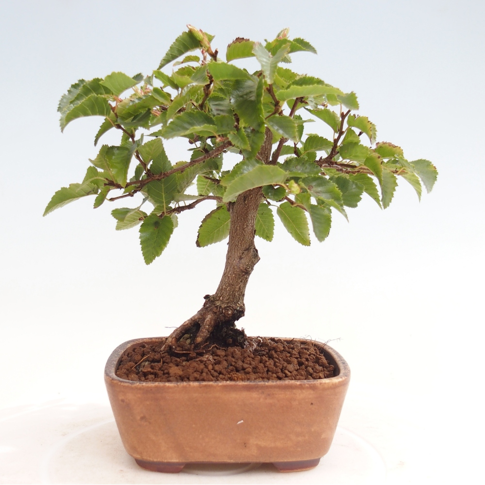 Venkovní bonsai -Carpinus CARPINOIDES - Habr korejský