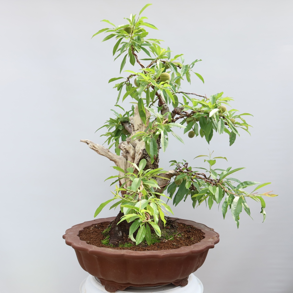 Venkovní bonsai - Prunus dulcis – Mandloň obecná