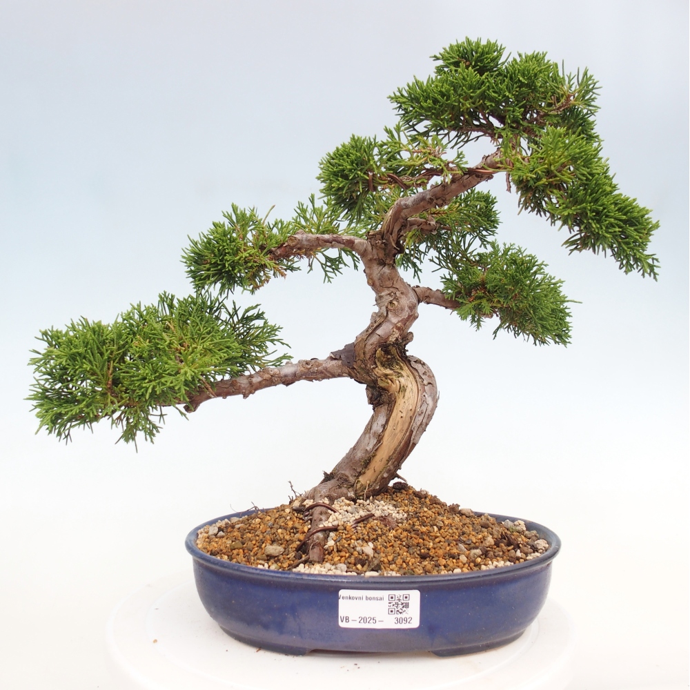 Venkovní bonsai - Juniperus chinensis Itoigawa -Jalovec čínský