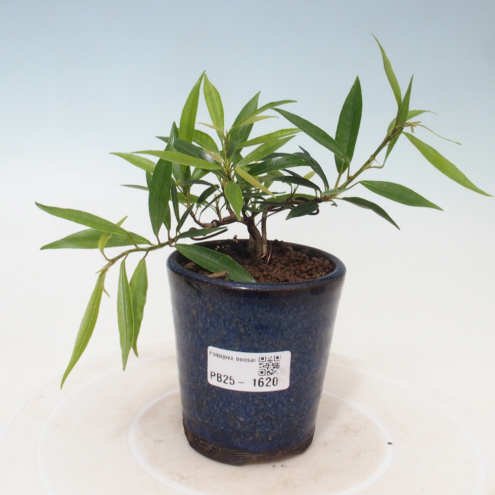 Pokojová bonsai - Ficus nerifolia -  malolistý fíkus