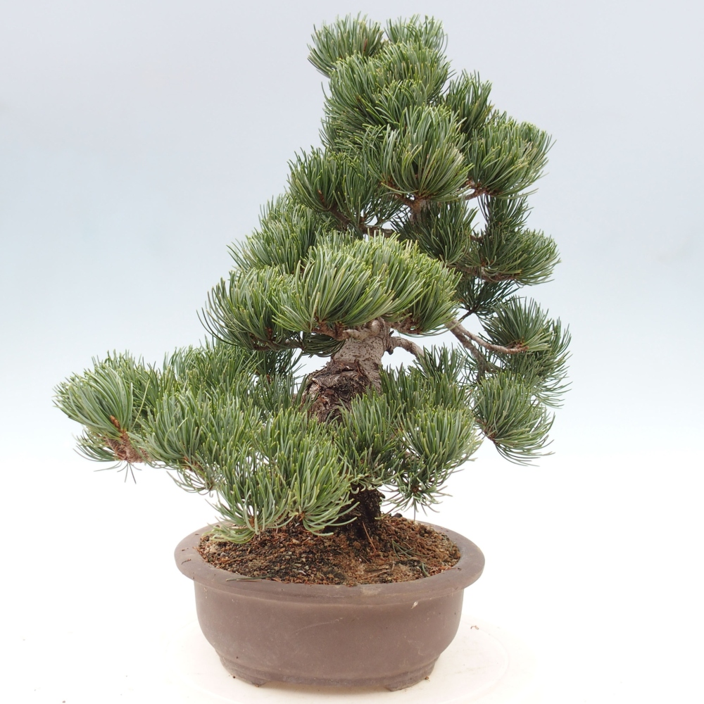 Venkovní bonsai - Pinus parviflora - Borovice drobnokvětá