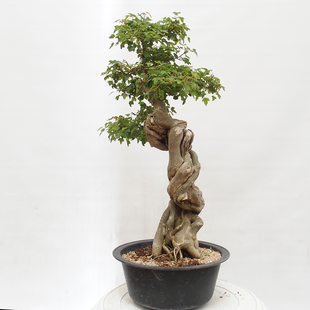 Venkovní bonsai - Acer Buergerianum - Javor Burgerův