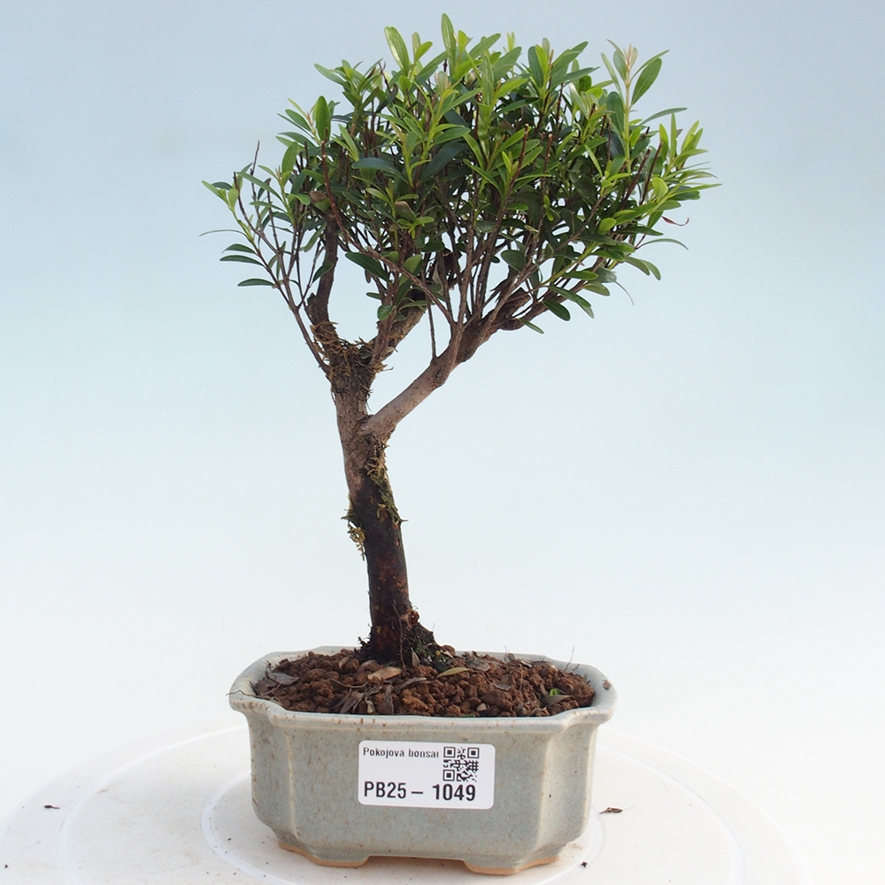 Pokojová bonsai - Syzygium - Pimentovník