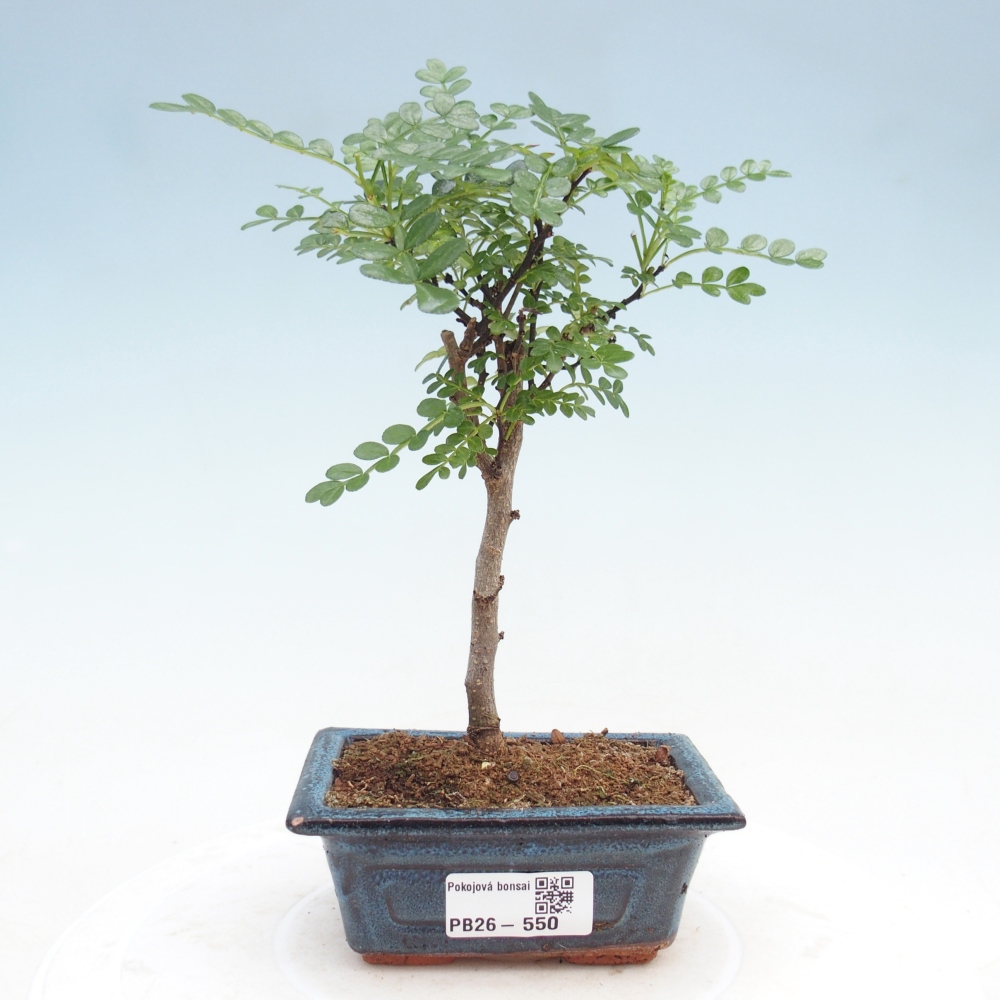 Pokojová bonsai - Zantoxylum piperitum - pepřovník
