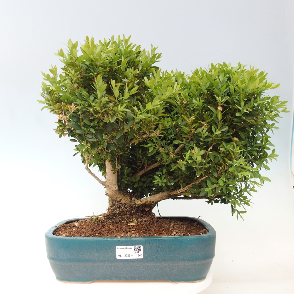 Venkovní bonsai - Buxus sempervirens - zimostráz