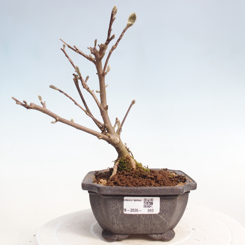 Venkovní bonsai - Magnolia stellata  -  Šácholán hvězdokvětý