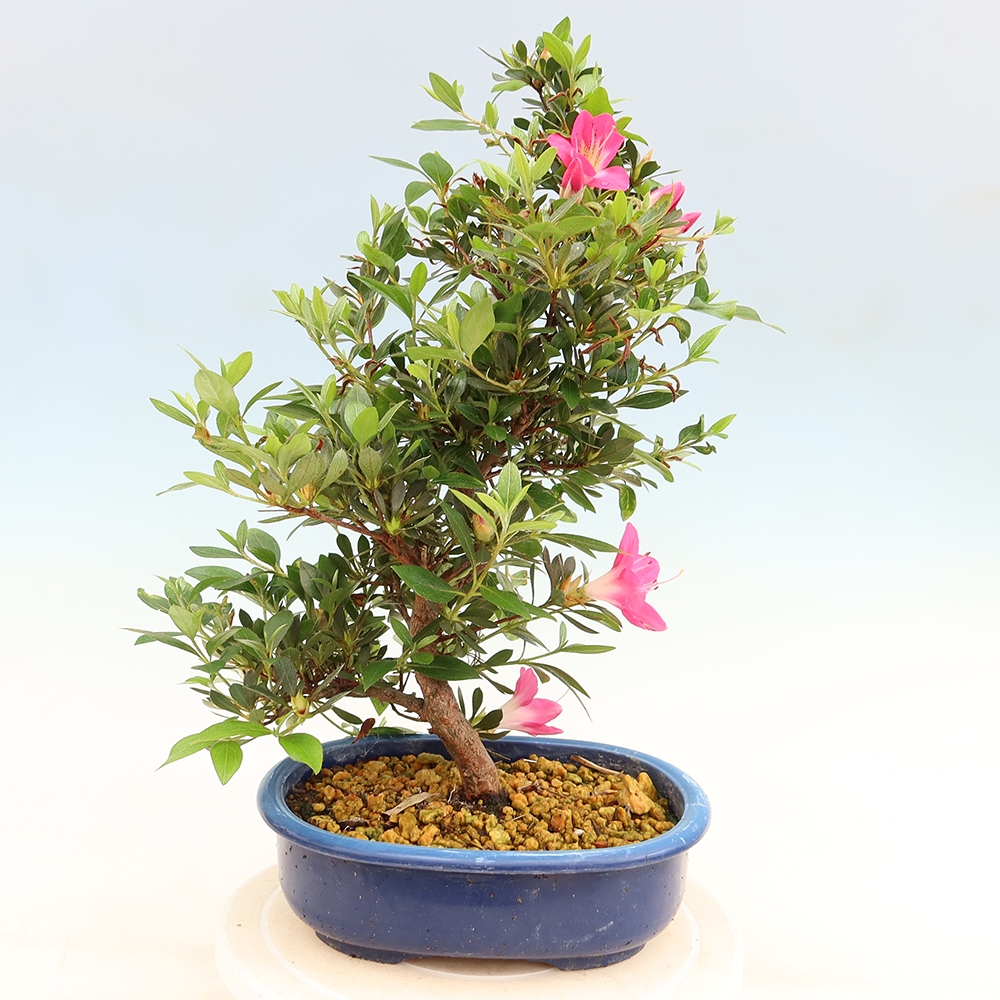 Venkovní bonsai - Japonská azalka - Azalea Yoko