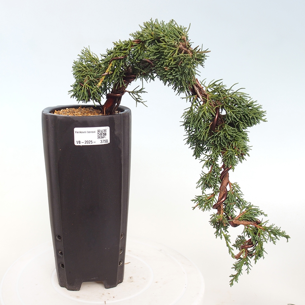 Venkovní bonsai - Juniperus chinensis Kishu -Jalovec čínský