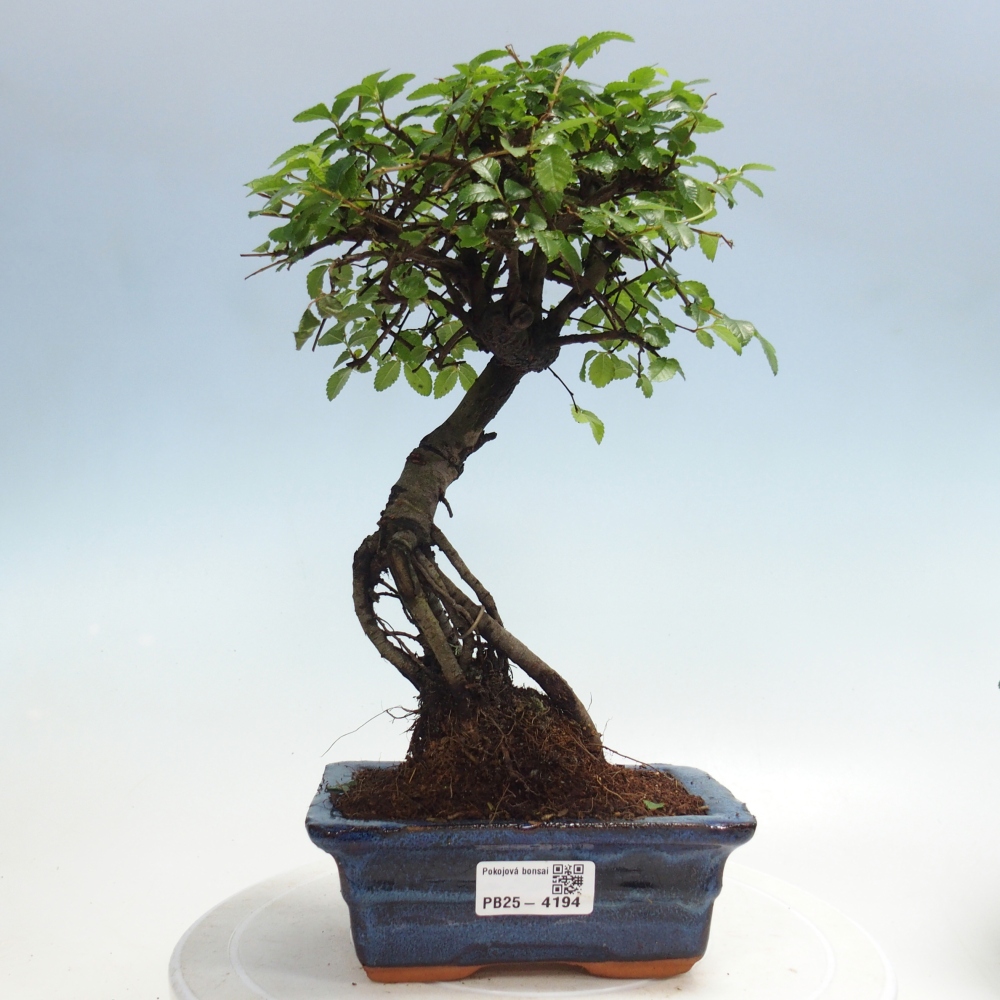 Pokojová bonsai - Ulmus parvifolia - Malolistý jilm