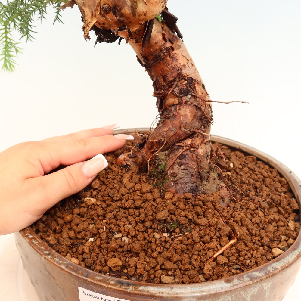 Pokojová bonsai - Araukarie - pokojový smrček