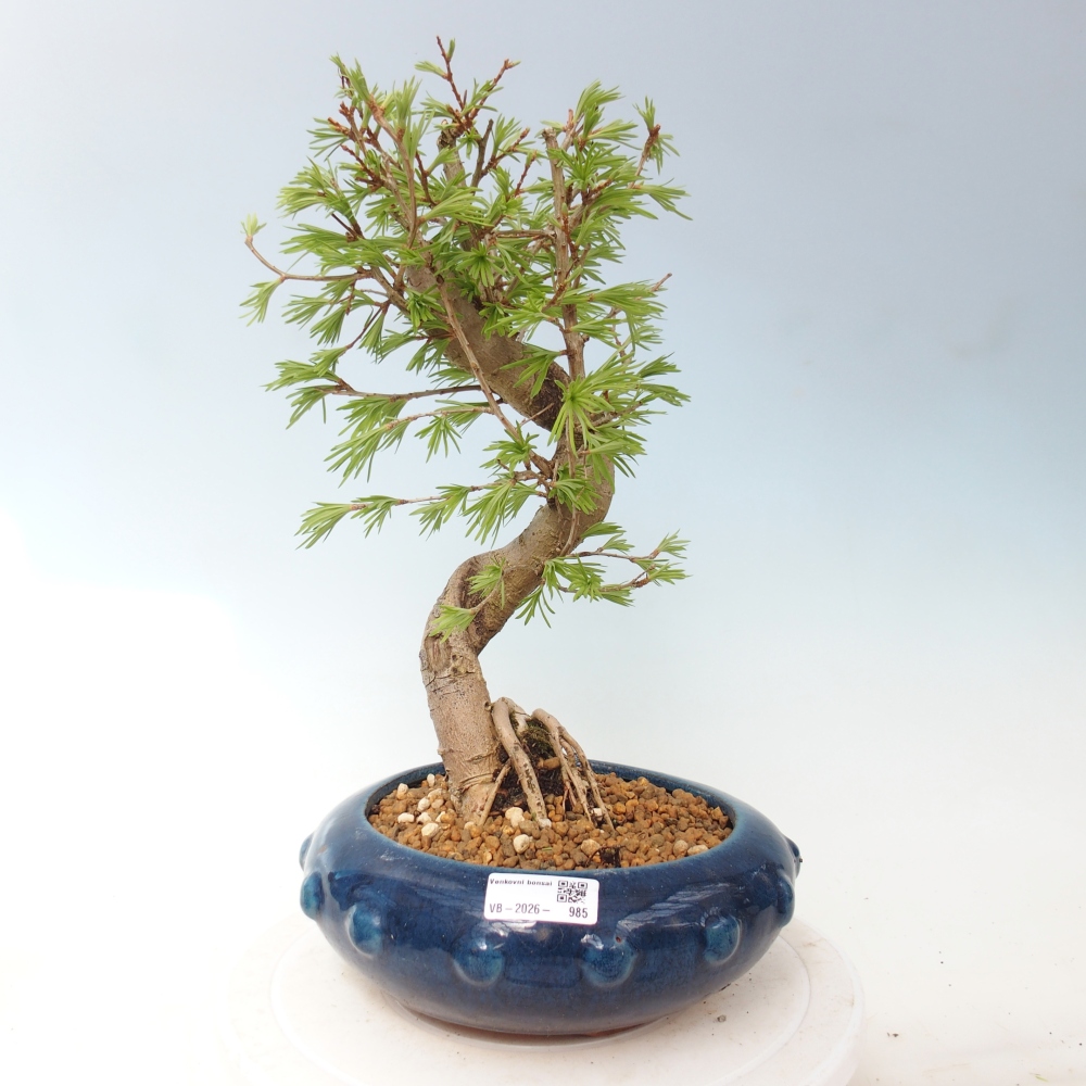 Venkovní bonsai -Pseudolarix amabis-Pamodřín