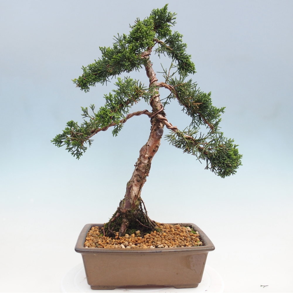 Venkovní bonsai - Juniperus chinensis Kishu -Jalovec čínský