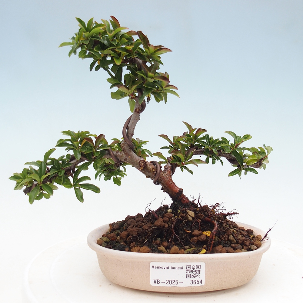 Venkovní bonsai-Pyracanta Teton -Hlohyně