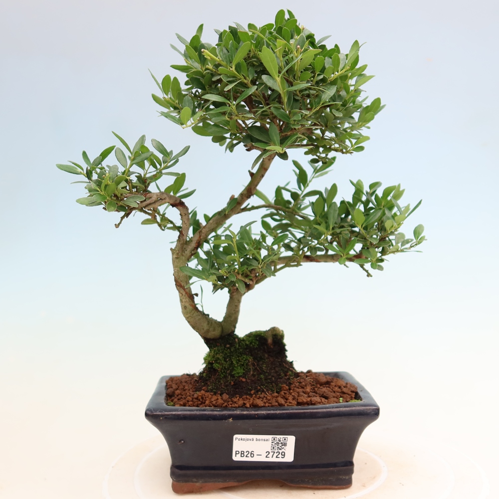 Pokojová bonsai - Ilex crenata - Cesmína