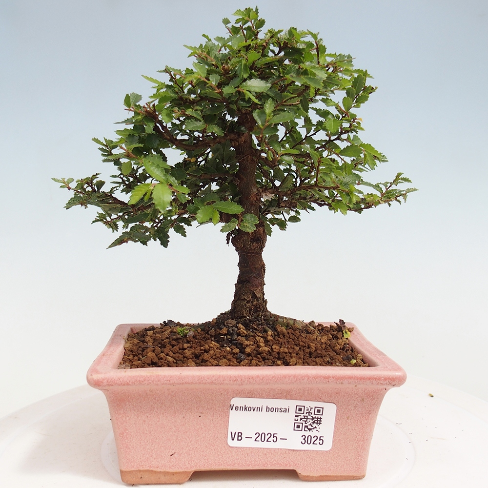 Venkovní bonsai - Ulmus parvifolia Sagei - Malolistý jilm