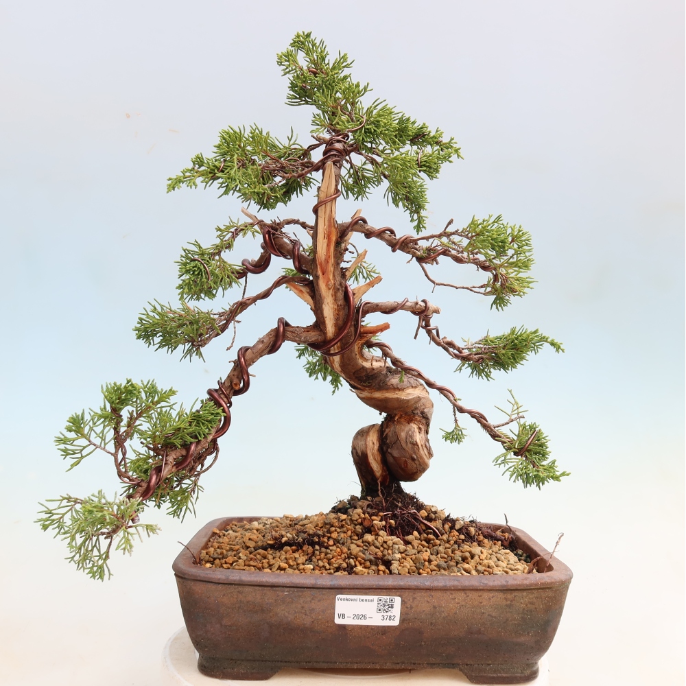 Venkovní bonsai - Juniperus chinensis Itoigawa-Jalovec čínský