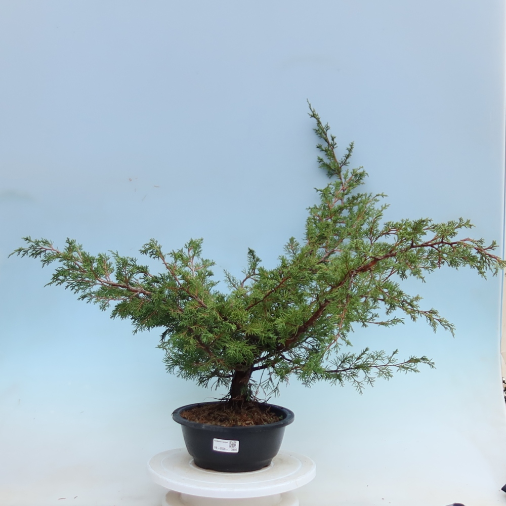 Venkovní bonsai - Juniperus chinensis Itoigawa - Jalovec čínský