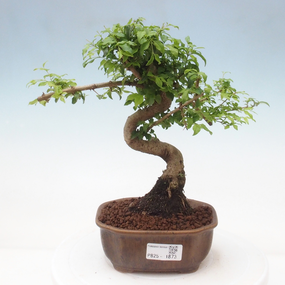 Pokojová bonsai -Ligustrum chinensis - Ptačí zob