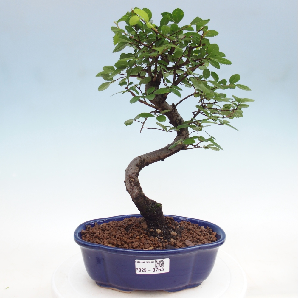 Pokojová bonsai - Ulmus parvifolia - Malolistý jilm