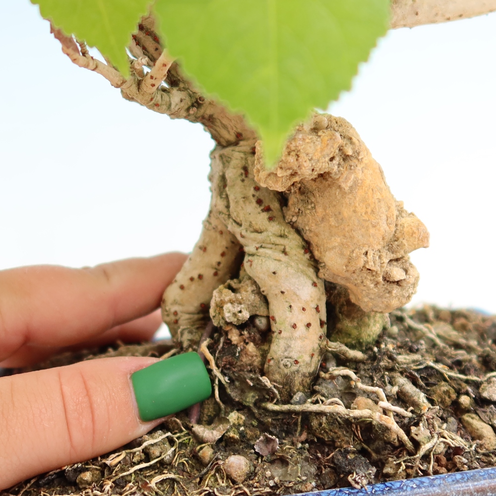 Pokojová bonsai - Hibiscus tiliaceus - Ibišek lípovitý, morský