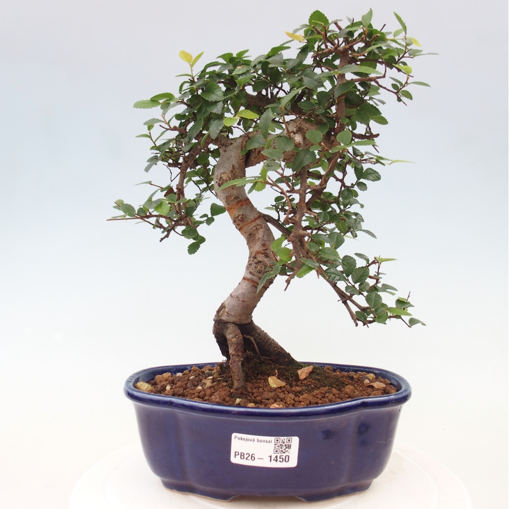 Pokojová bonsai - Ulmus parvifolia - Malolistý jilm