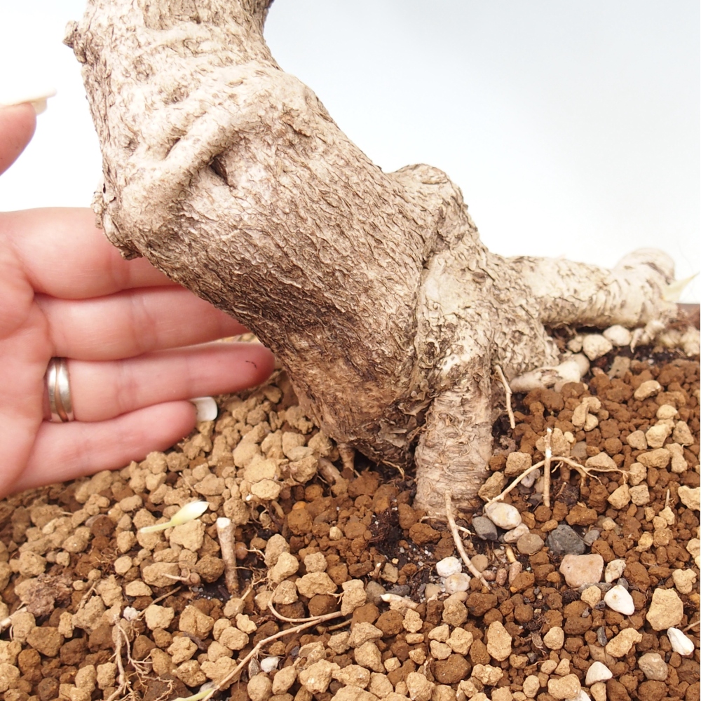 Venkovní bonsai - Vistarie  - Wisteria 