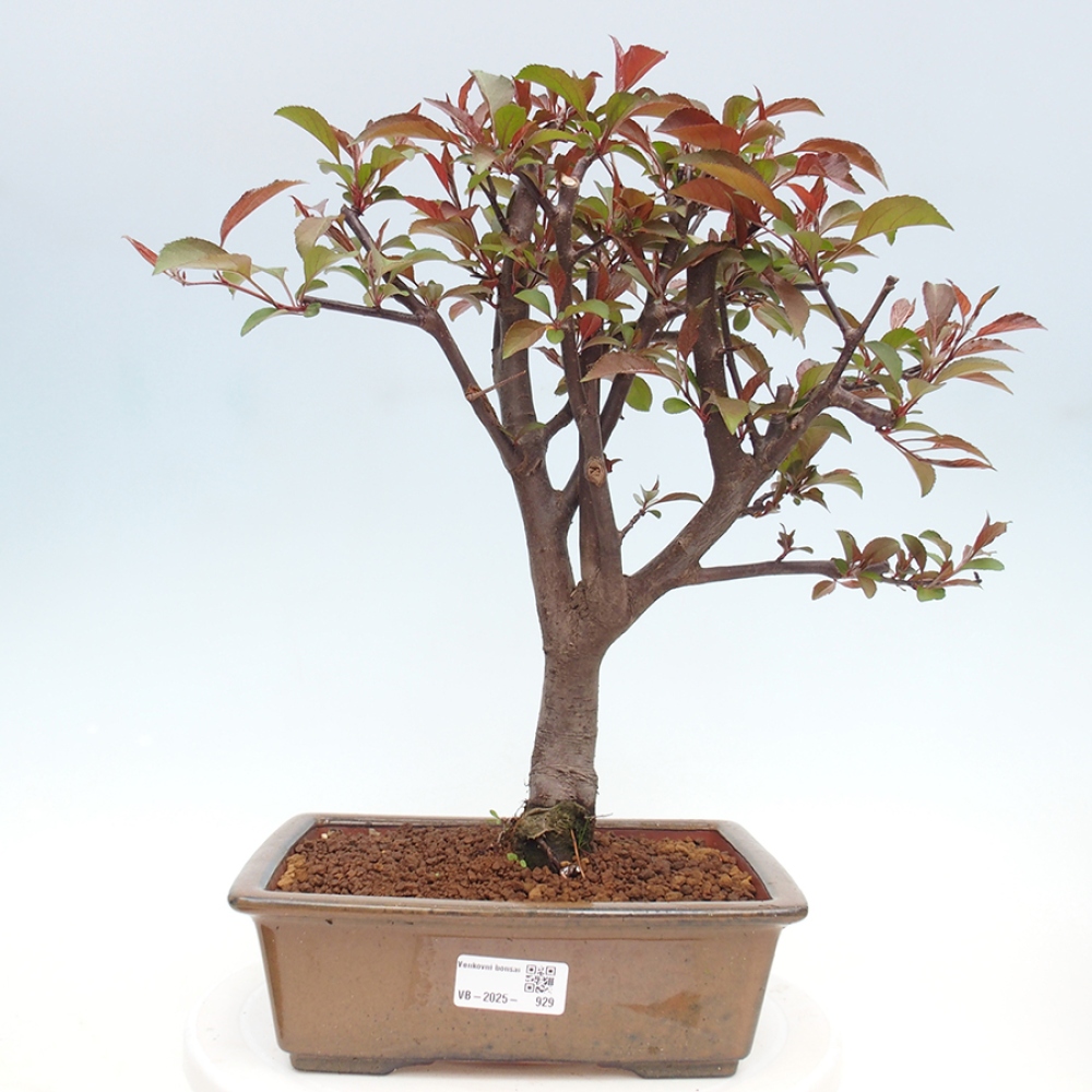 Venkovní bonsai -Malus domestica - Maloplodá jabloň červenolistá