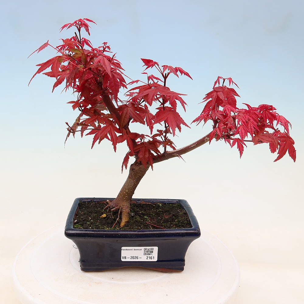 Venkovní bonsai - Javor dlanitolistý - Acer palmatum DESHOJO