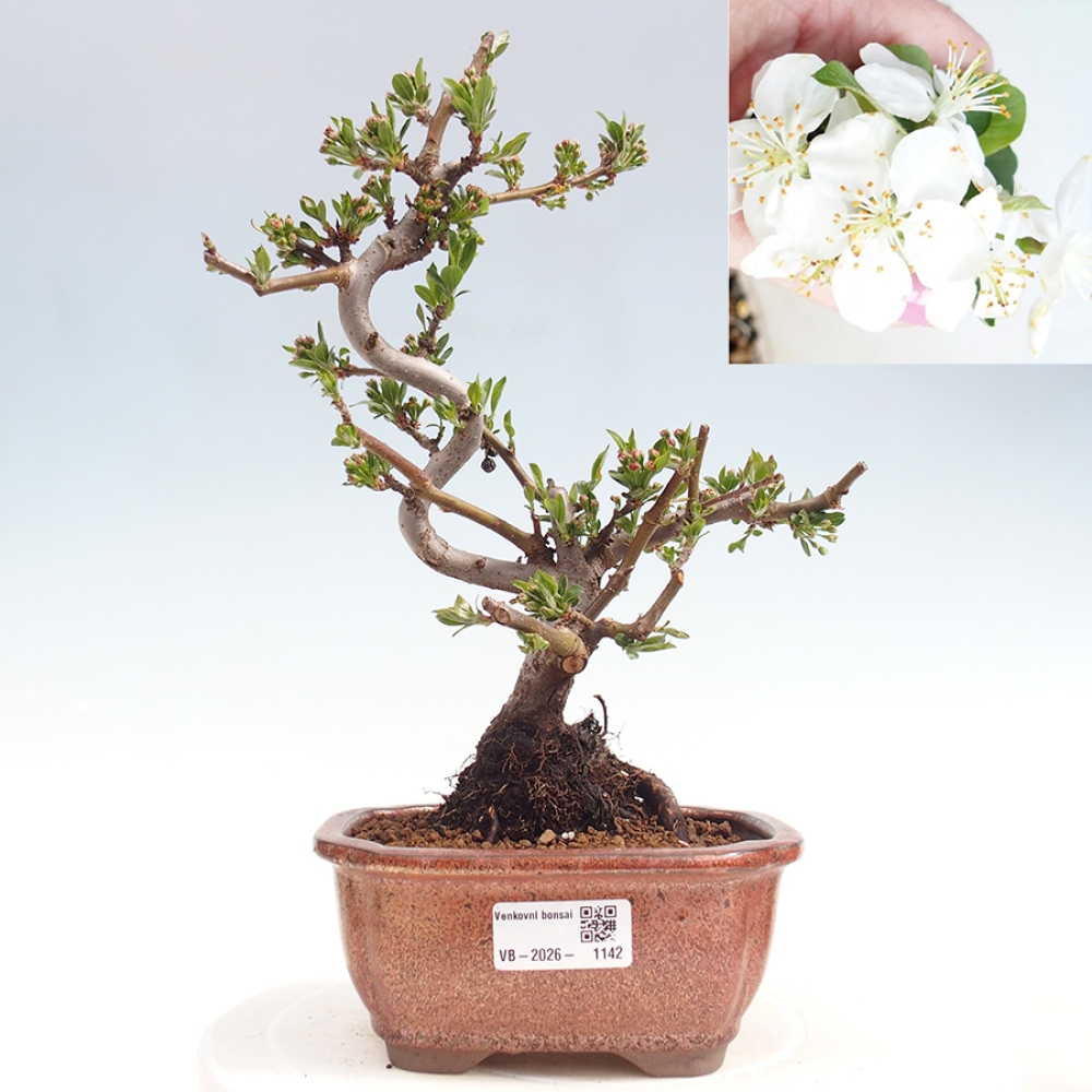 Venkovní bonsai - Malus sargentii -  Maloplodá jabloň
