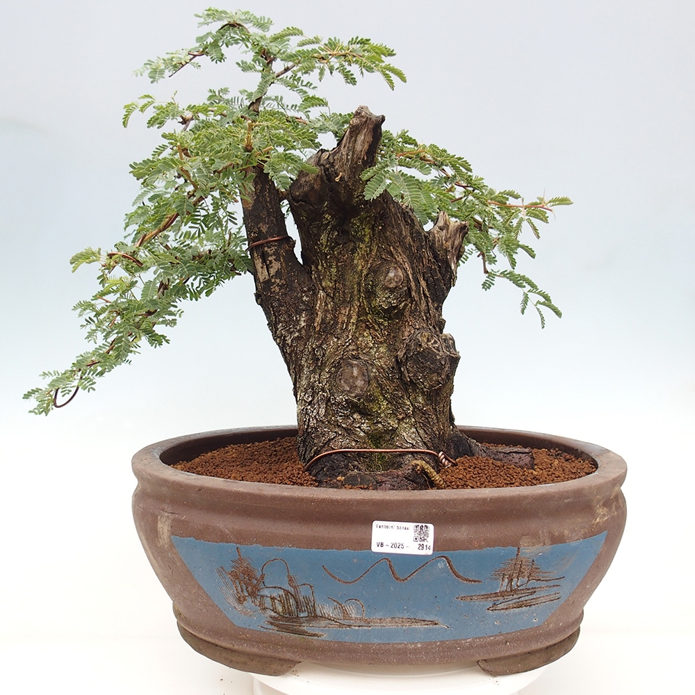 Pokojová bonsai - Akacia Arabica
