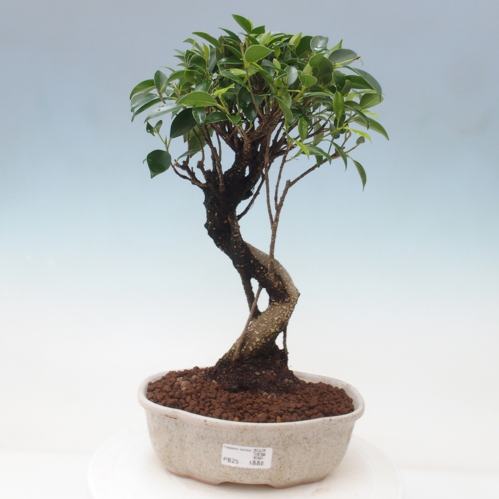 Pokojová bonsai - Ficus retusa -  malolistý fíkus