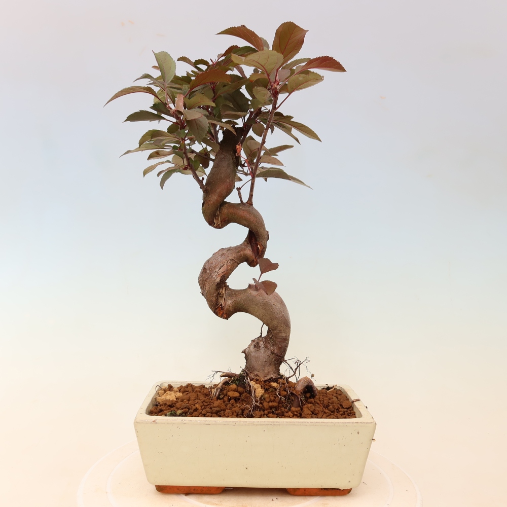 Venkovní bonsai -Malus domestica - Maloplodá jabloň červenolistá