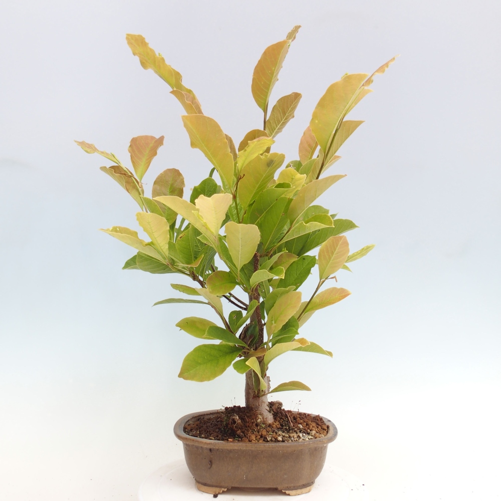 Venkovní bonsai - Magnolia loebneri merrill  -  Magnolie