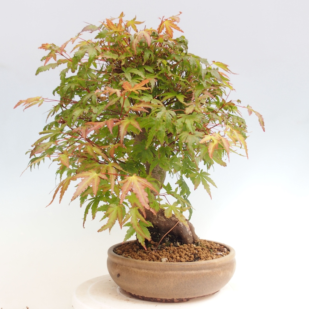Venkovní bonsai - Javor dlanitolistý - Acer palmatum