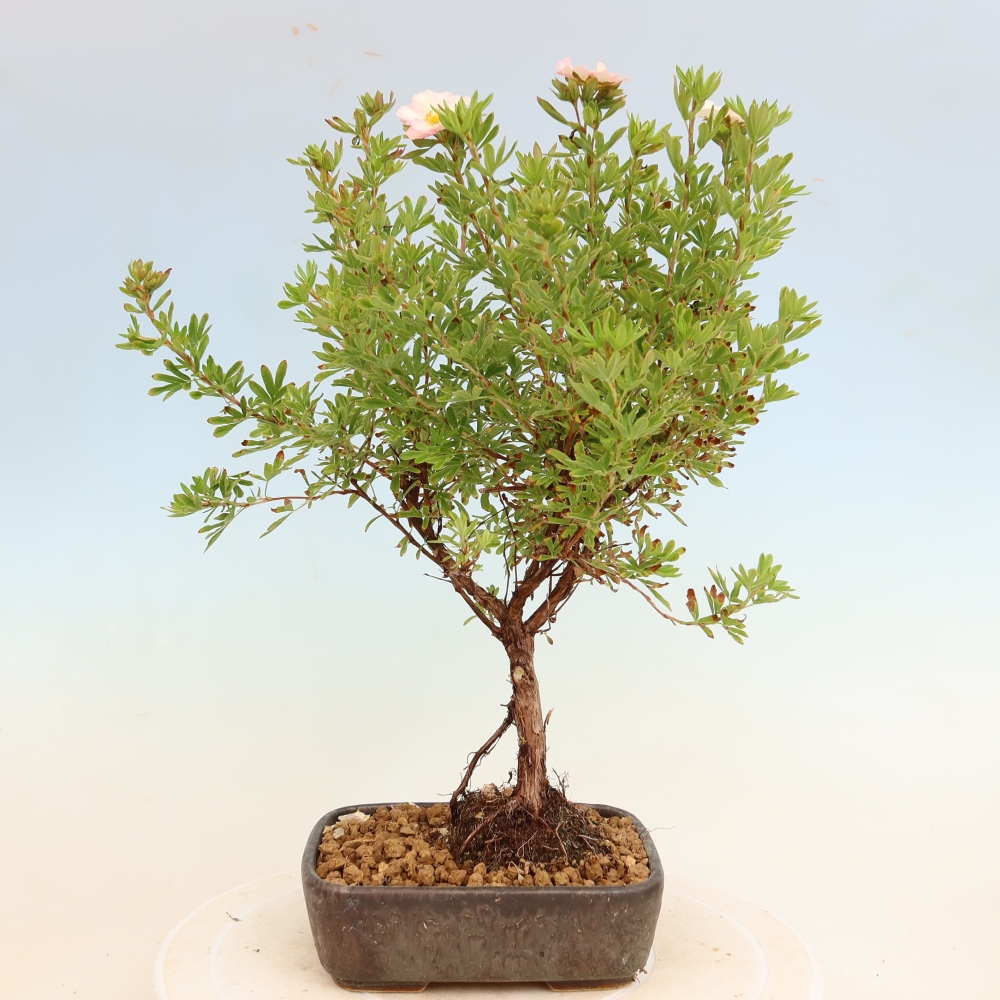 Venkovní bonsai-Mochna křovitá - Potentila fruticosa Bellissima