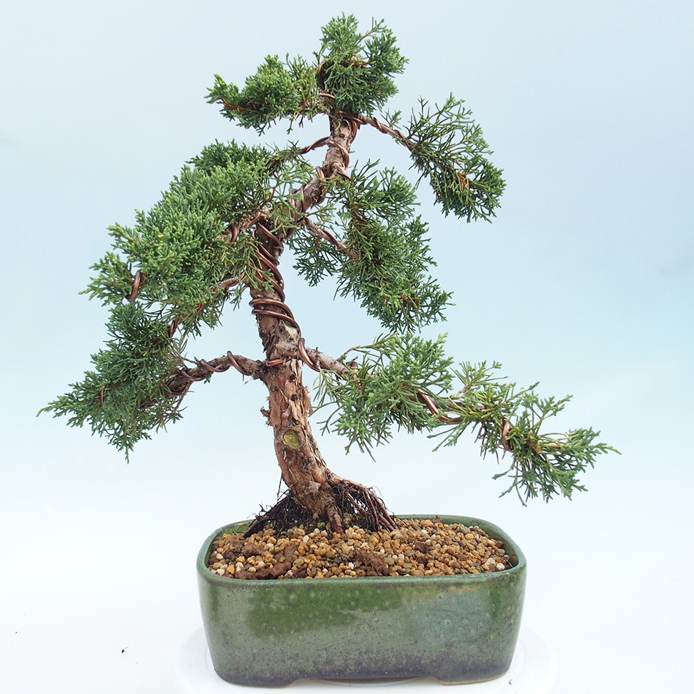 Venkovní bonsai - Juniperus chinensis Kishu -Jalovec čínský