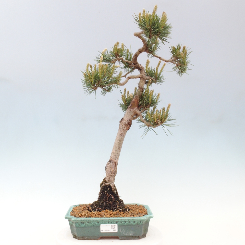 Venkovní bonsai - Pinus Sylvestris Watererri - Borovice lesní