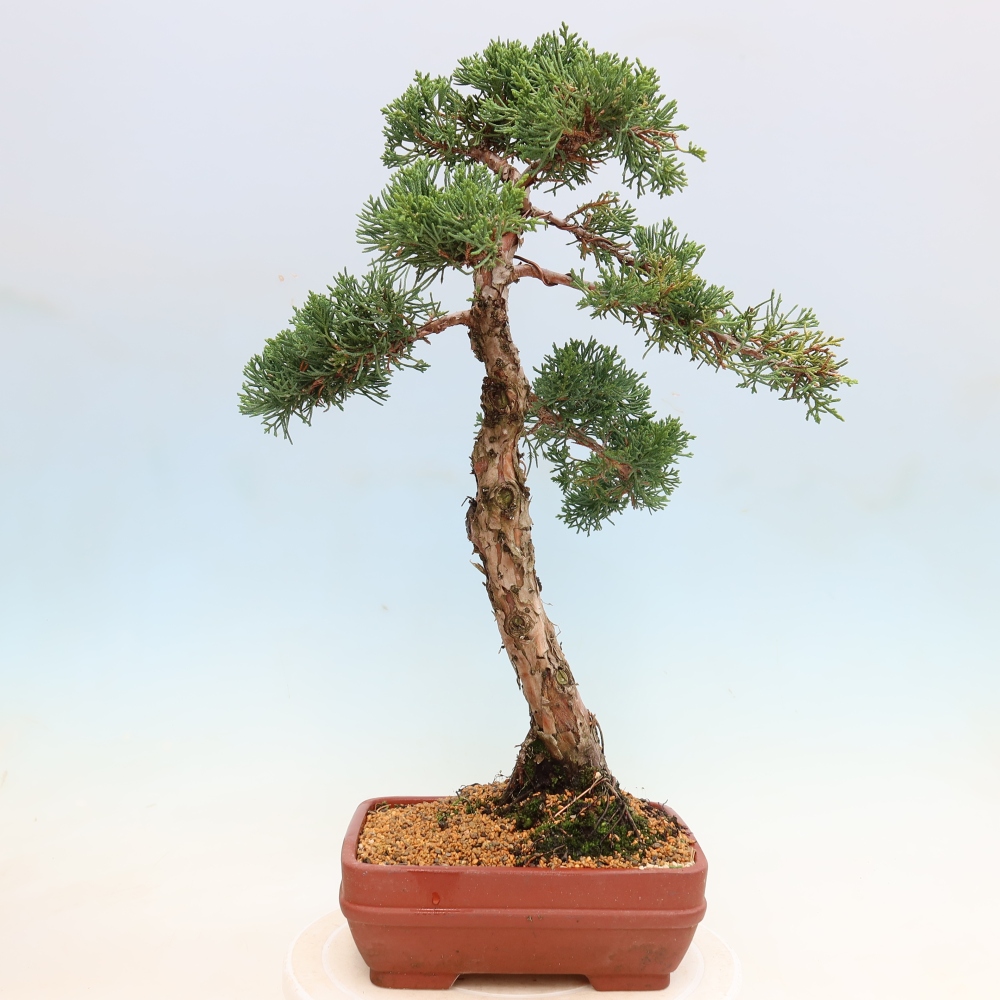 Venkovní bonsai - Juniperus chinensis Kishu -Jalovec čínský