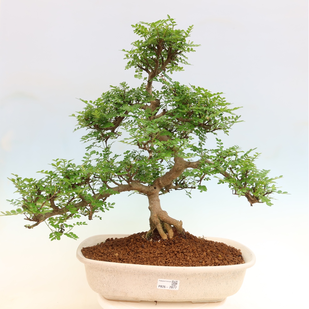 Pokojová bonsai - Zantoxylum piperitum - pepřovník