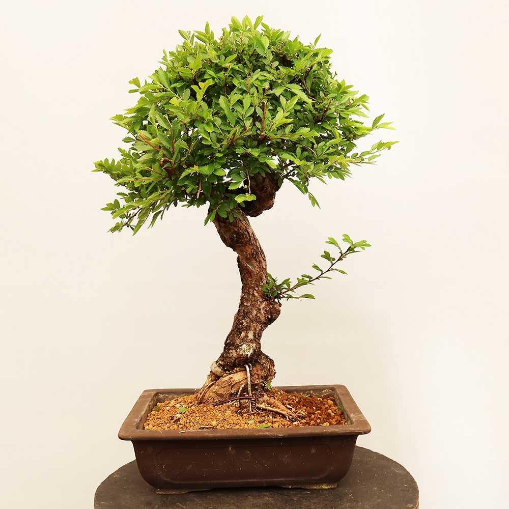 Venkovní bonsai - Zelkova - Zelkova NIRE